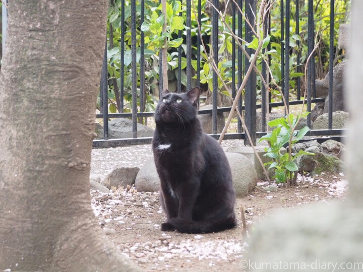 見上げる黒猫さん