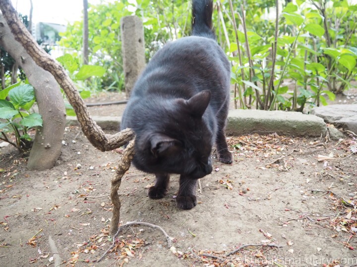 木に顔をこすりつける黒猫さん
