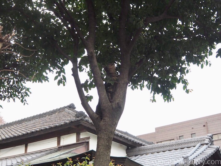 木に登ったキジトラ猫さん