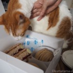 ケーキに目がない猫