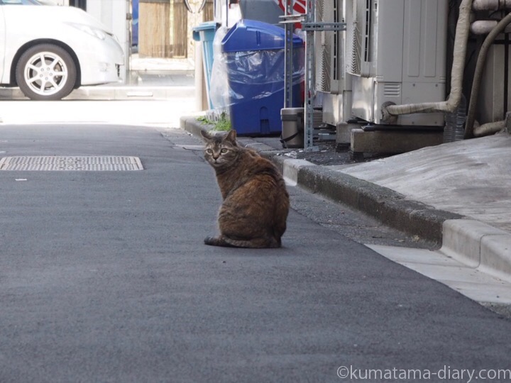 日本橋のキジトラ猫さん