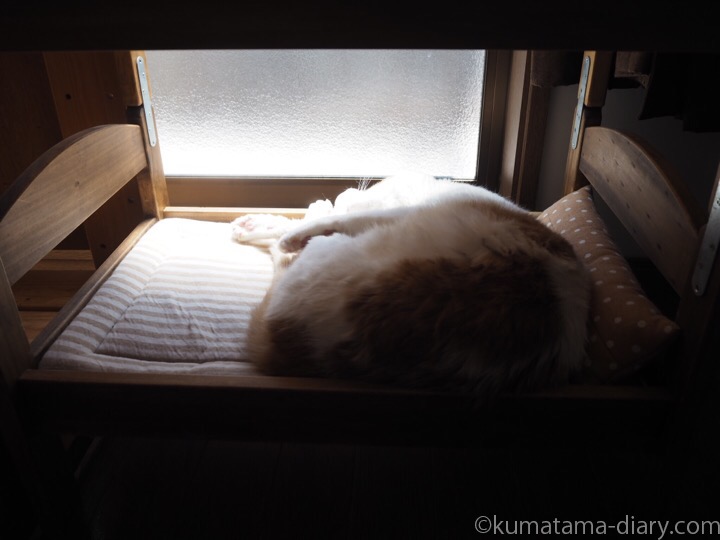 IKEA猫ベッド下段のたまき