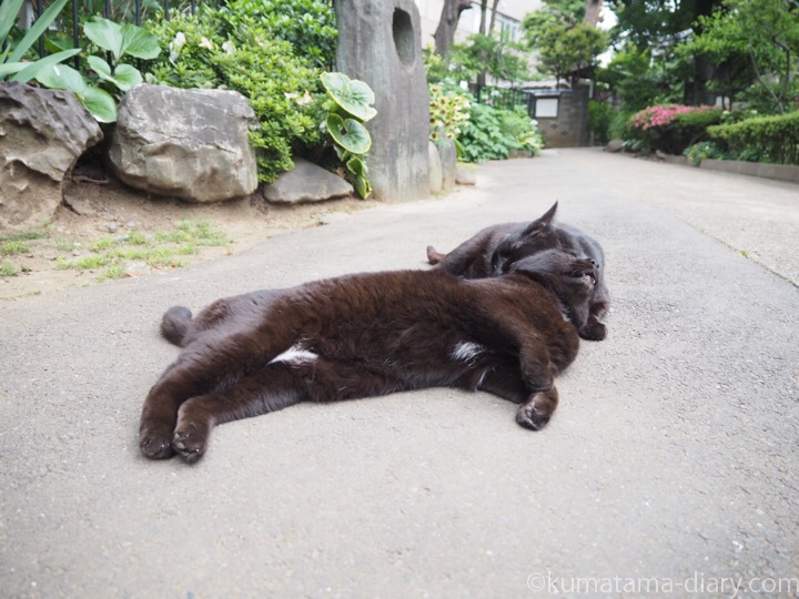 寝転がる黒猫さん2匹