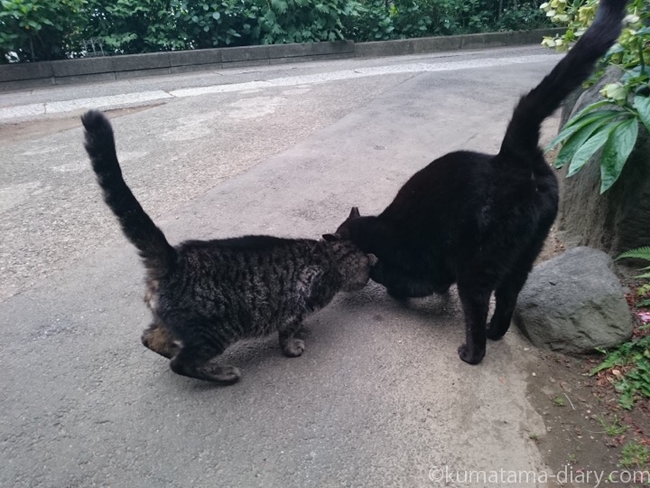 黒猫さんとキジトラ猫さん