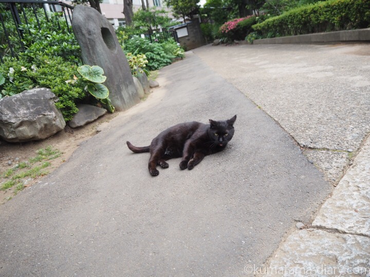 寝転がる黒猫さん