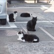 駐車場の黒白猫さんたち