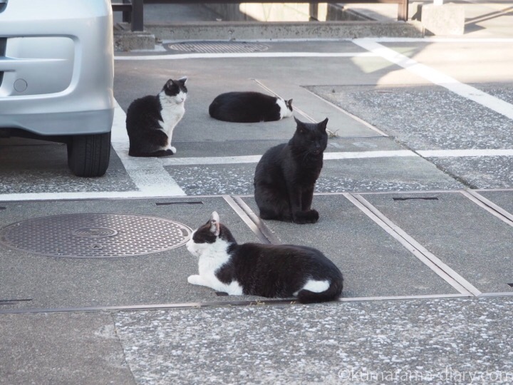 駐車場の黒白猫さんたち