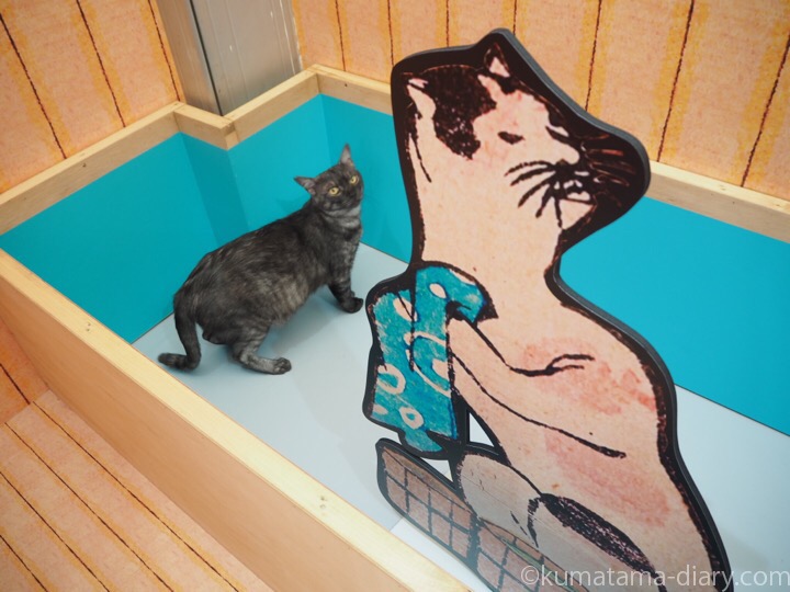 猫湯に入る猫さん