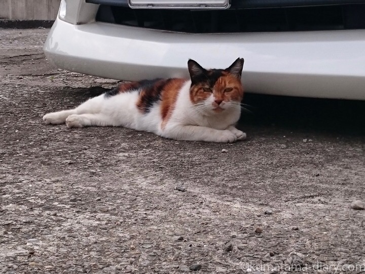 駐車場の三毛猫さん