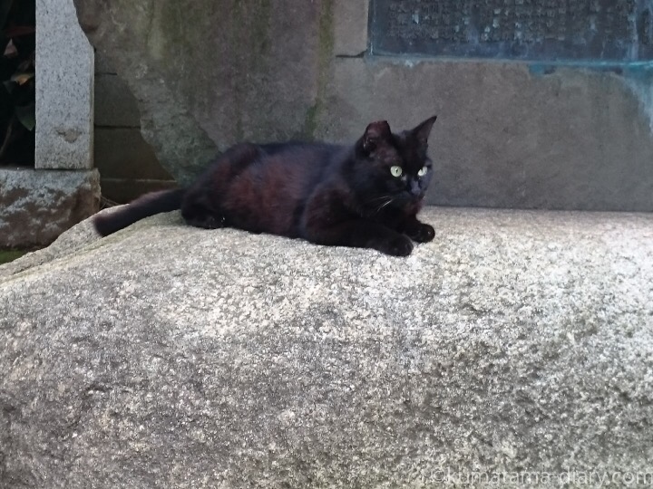 黒猫さん