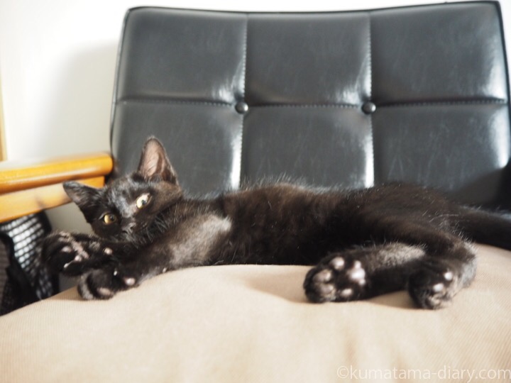眠る黒猫子猫