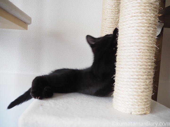 キャットタワーの黒猫子猫