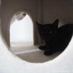 キャットタワーのボックスに入る子猫とたまき【トライアル3日目】