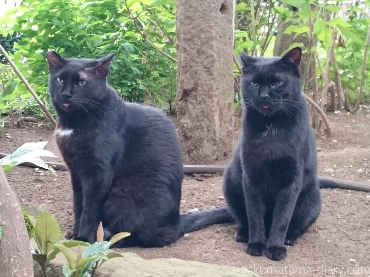 白山神社の黒猫さんたち