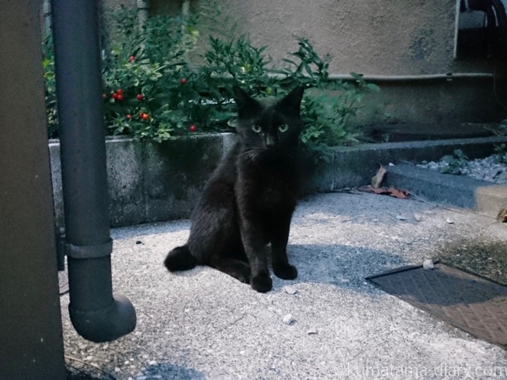 遊びに来た黒猫さん