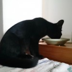 「まんま台」でエサを食べるようになった子猫