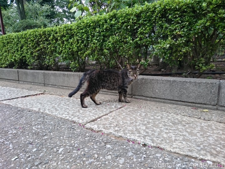 白山神社のキジトラ猫さん