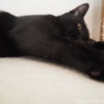 黒猫の白い毛