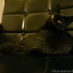 カリモク60「Kチェア1シーター スタンダードブラック」と同化する黒猫の子猫