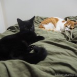【月命日】ベッドで一緒に寝るようになった先住猫と子猫