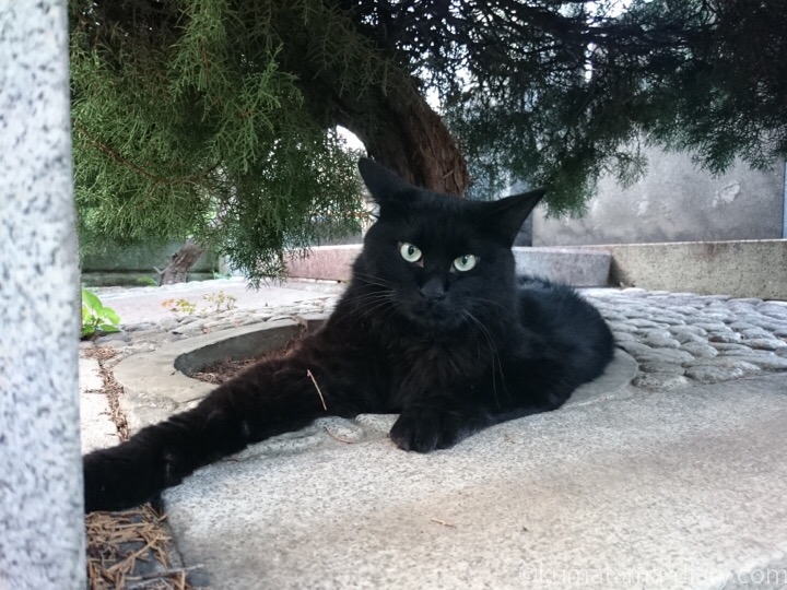 黒猫さん