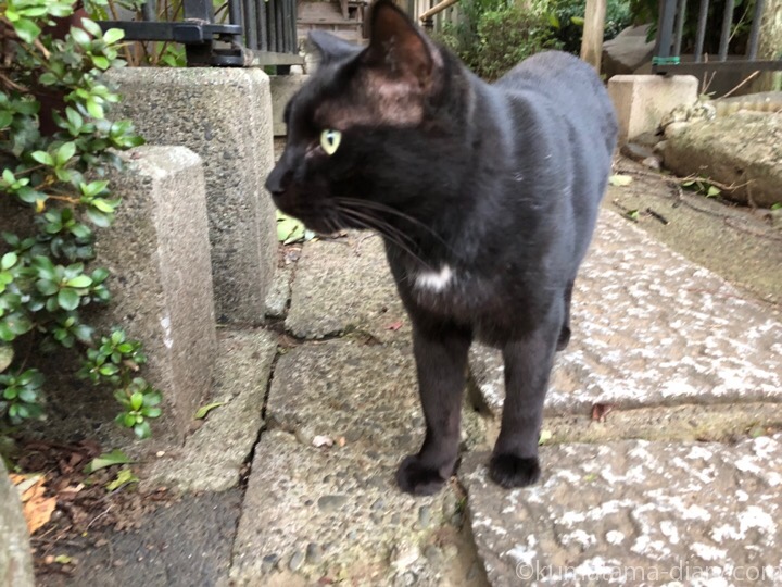 白山神社黒猫さん