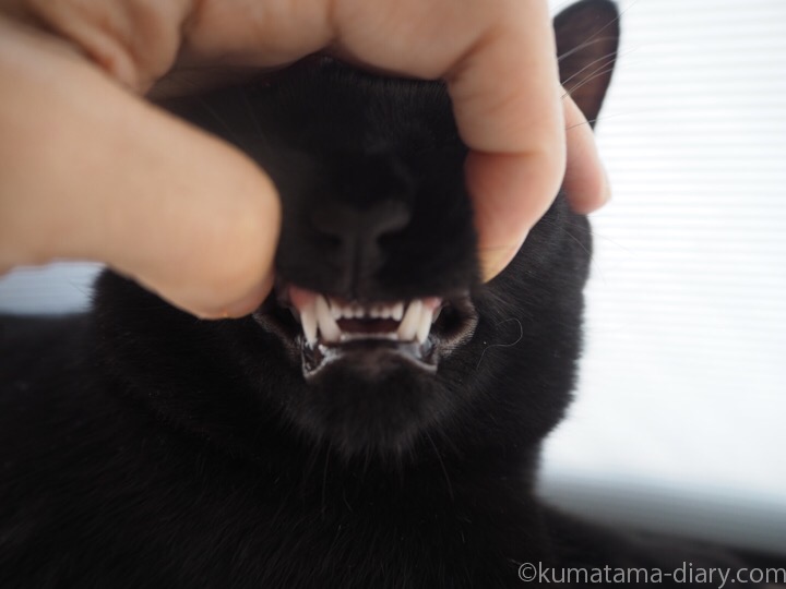 ふみおの犬歯