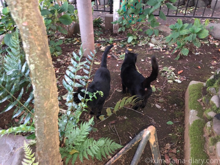 白山神社黒猫さんたち