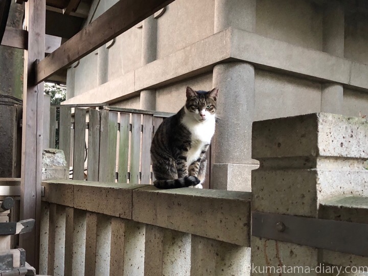 白山神社キジトラ白猫さん