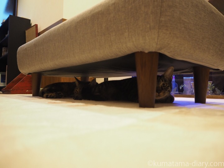 ソファー下のキジトラ猫さん