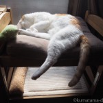 IKEAの「DUKTIG 人形用ベッド」で足を投げ出して眠る猫