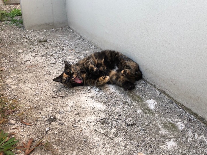 駐車場のサビ猫さんゴロン