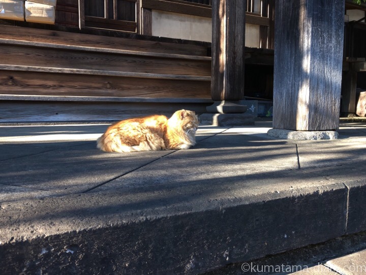 お寺の長毛猫さん