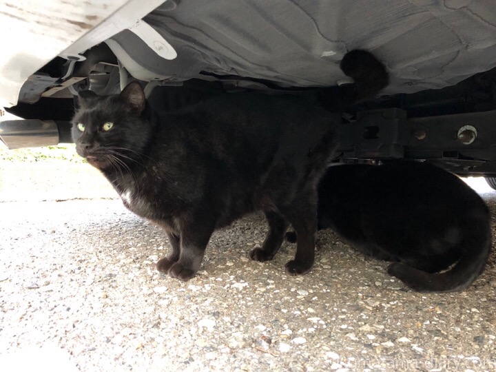 車の下の黒猫さんたち