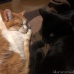 仲良く眠る先住猫と子猫