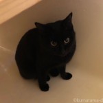 お風呂のお湯を抜いた後の浴槽に入る子猫
