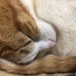 【猫の日】両脇に腕枕で猫と寝ています