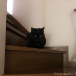 階段を降りてくる猫たち