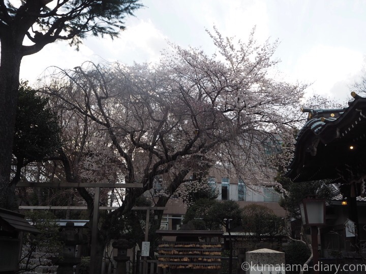 白山神社桜