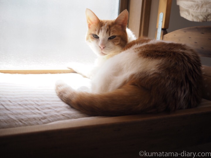 たまきIKEA猫ベッド