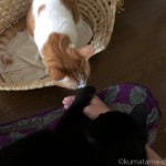 【月命日】「メイズ製ペット用ベッド」を愛用する猫たち