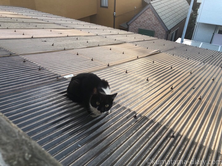屋根の上の黒白猫さん