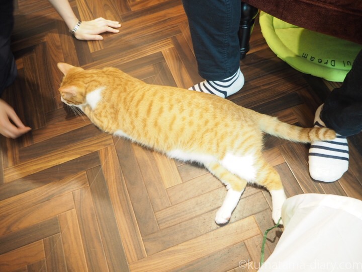 足の上の茶トラ白猫さん