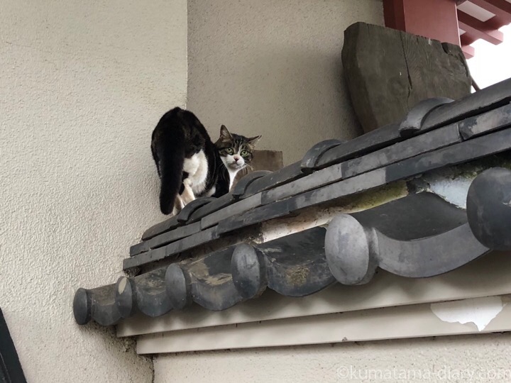 中野区猫さん塀の上