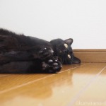【月命日】ロフトで寝転がる黒猫