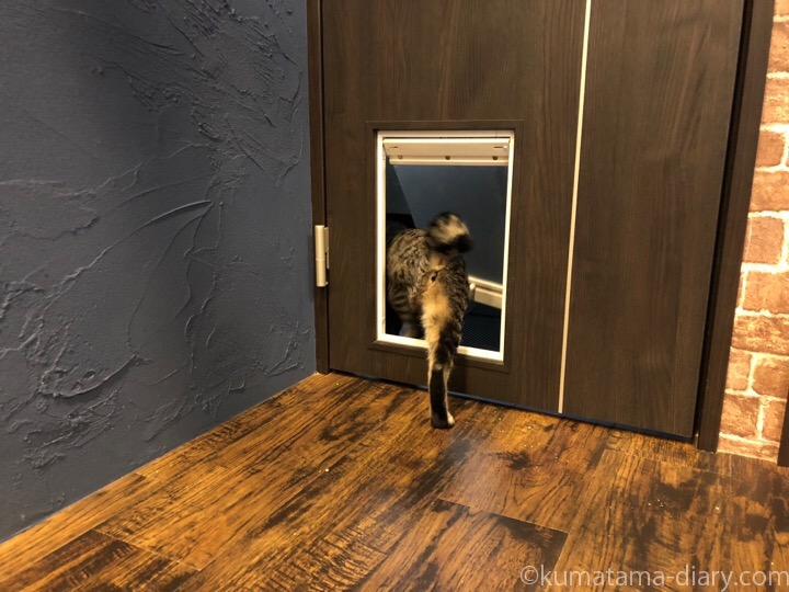 猫用ドアをくぐるキジトラ猫さん