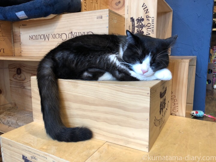 ワイン箱の上で眠る黒白猫さん