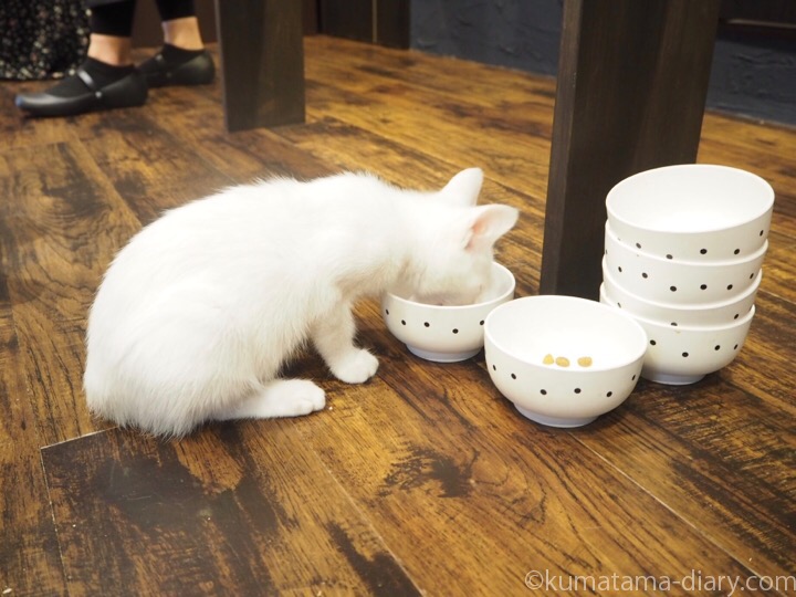 宿木カフェエサを食べる白猫さん