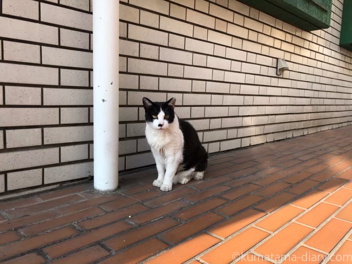 近所の黒白猫さん