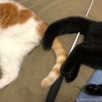 寝ながらしっぽが触れ合う猫たち
